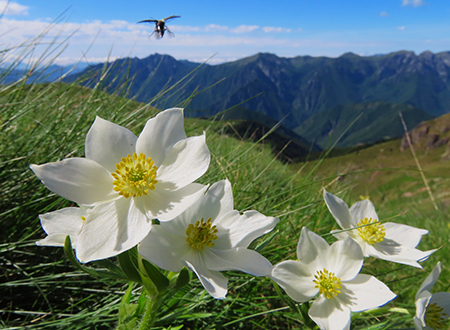 Laghi di Ponteranica dai Piani dell’Avaro con splendide fioriture – 1giu26  - FOTOGALLERY